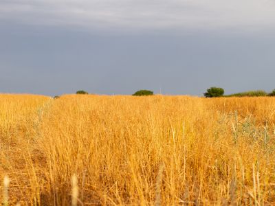 Wheat field with distant trees and bushes beneath lowering sky