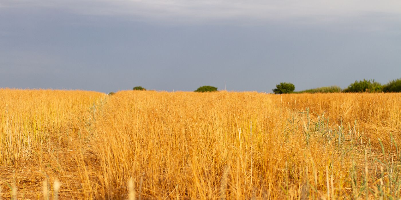 Wheat field with distant trees and bushes beneath lowering sky